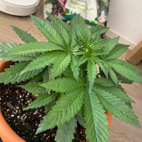 Green Gelato growlog timeline photo