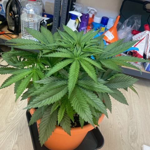 Green Gelato growlog timeline photo