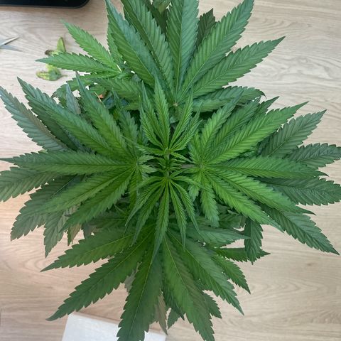 Green Gelato growlog timeline photo