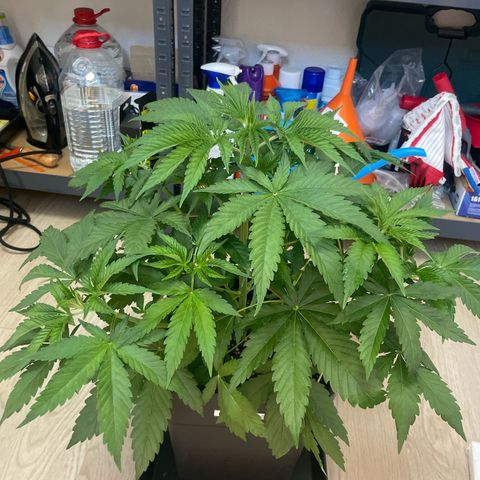 Liberty Haze growlog timeline photo