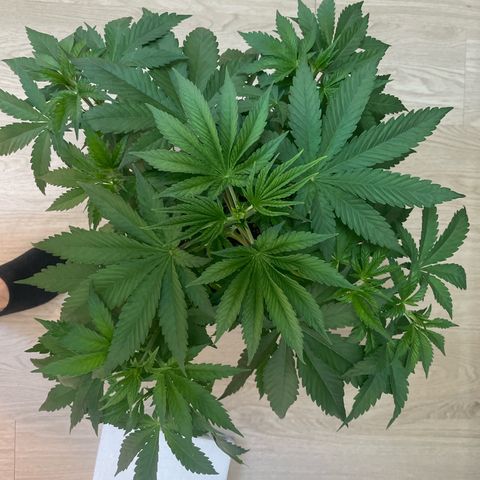 Liberty Haze growlog timeline photo