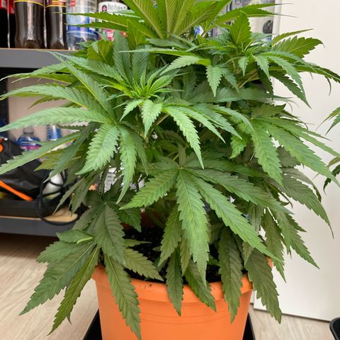Green Gelato growlog timeline photo