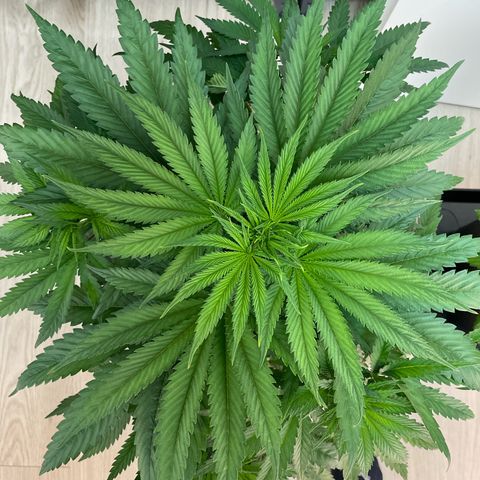 Green Gelato growlog timeline photo