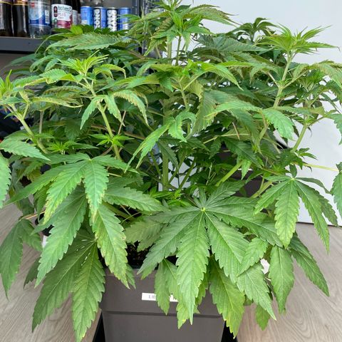 Liberty Haze growlog timeline photo
