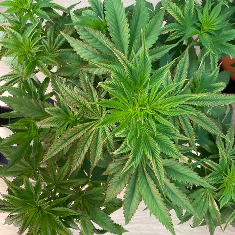 Liberty Haze growlog timeline photo