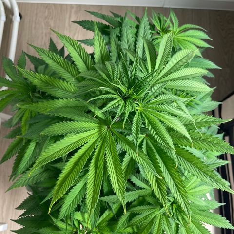 Green Gelato growlog timeline photo
