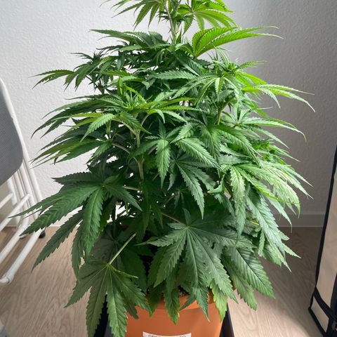 Green Gelato growlog timeline photo