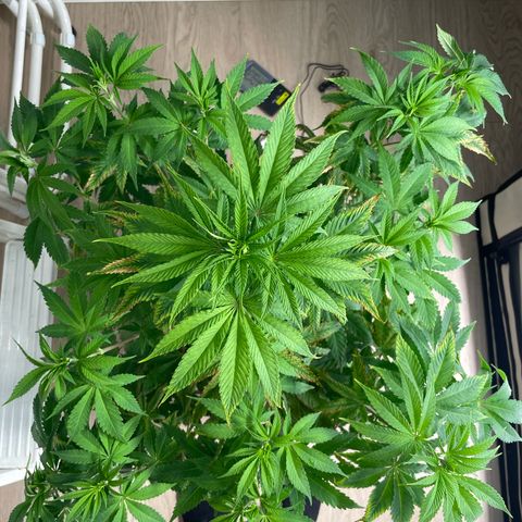 Liberty Haze growlog timeline photo