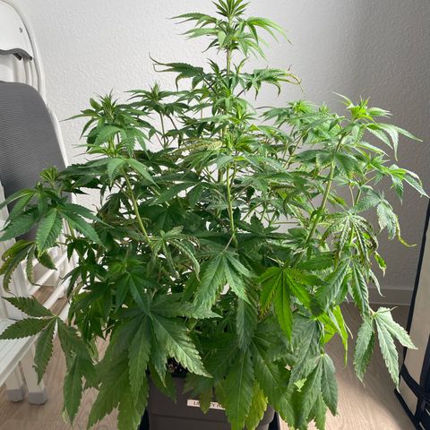 Liberty Haze growlog timeline photo