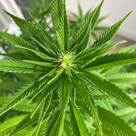 Liberty Haze growlog timeline photo