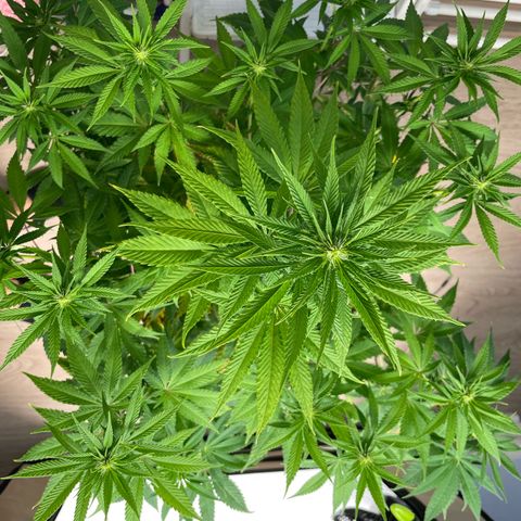 Liberty Haze growlog timeline photo