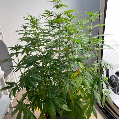 Liberty Haze growlog timeline photo