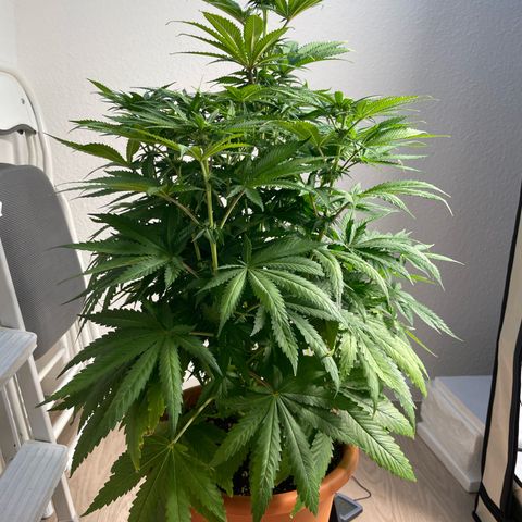Green Gelato growlog timeline photo