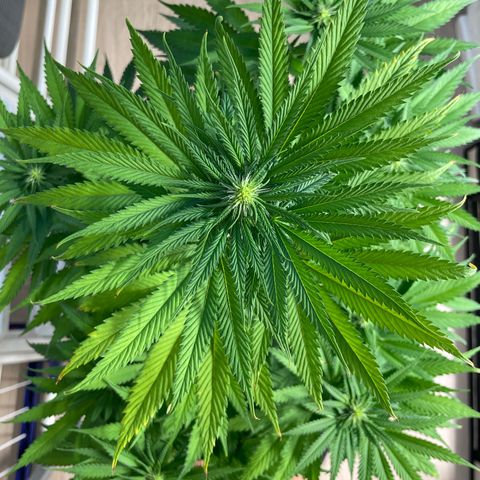 Green Gelato growlog timeline photo