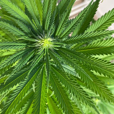 Green Gelato growlog timeline photo