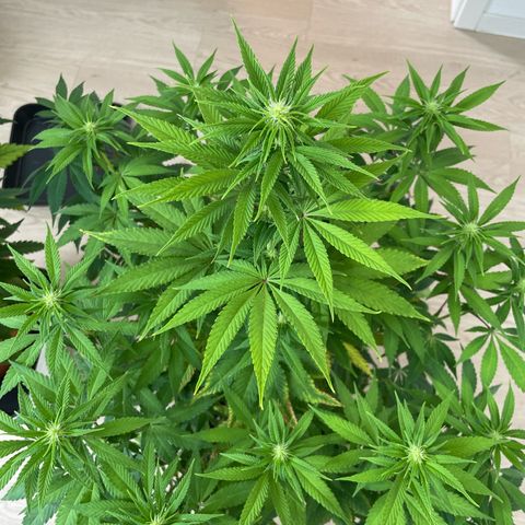 Liberty Haze growlog timeline photo
