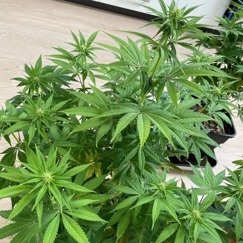 Liberty Haze growlog timeline photo