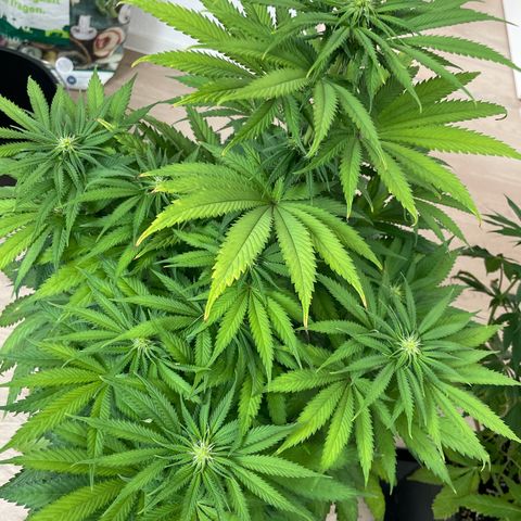 Green Gelato growlog timeline photo