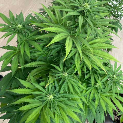 Green Gelato growlog timeline photo