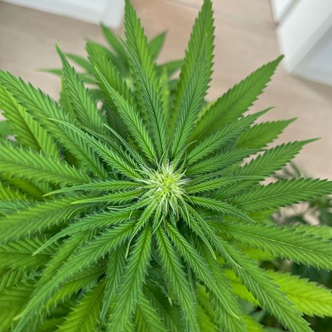 Green Gelato growlog timeline photo