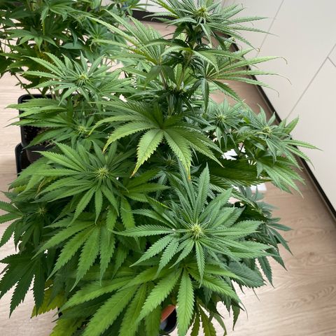 Green Gelato growlog timeline photo