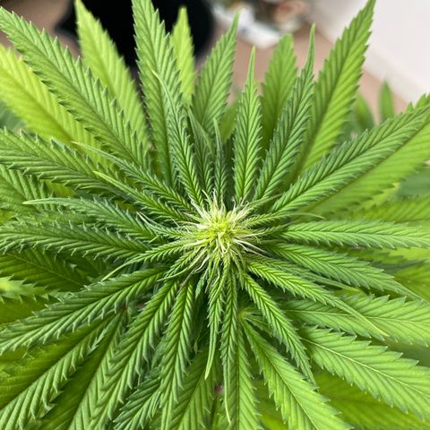 Green Gelato growlog timeline photo