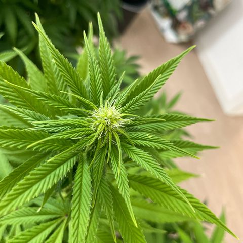 Liberty Haze growlog timeline photo