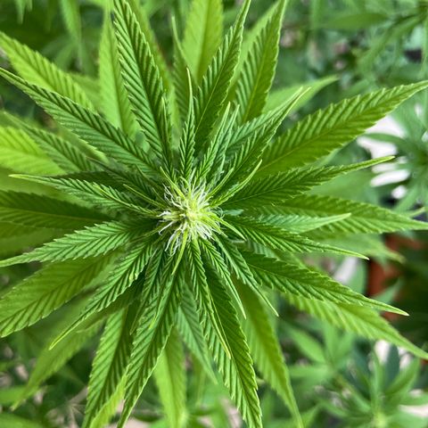 Liberty Haze growlog timeline photo