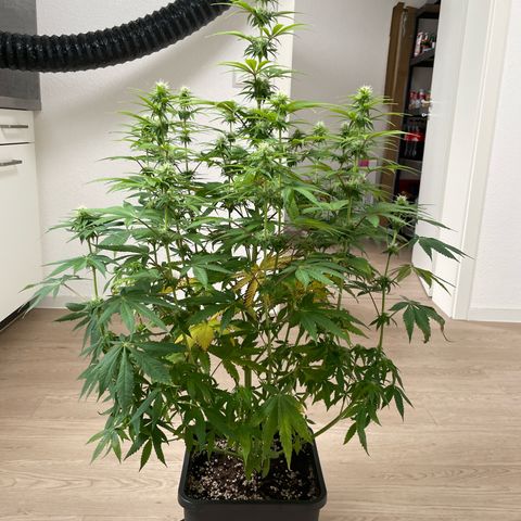 Liberty Haze growlog timeline photo