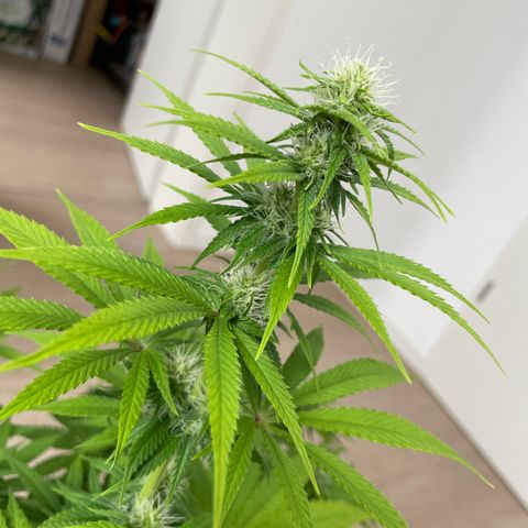 Liberty Haze growlog timeline photo