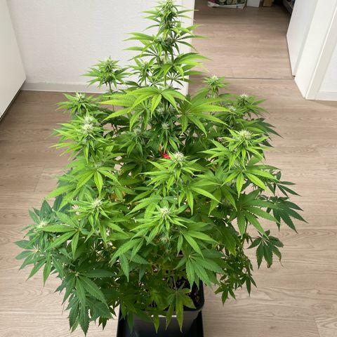 Liberty Haze growlog timeline photo