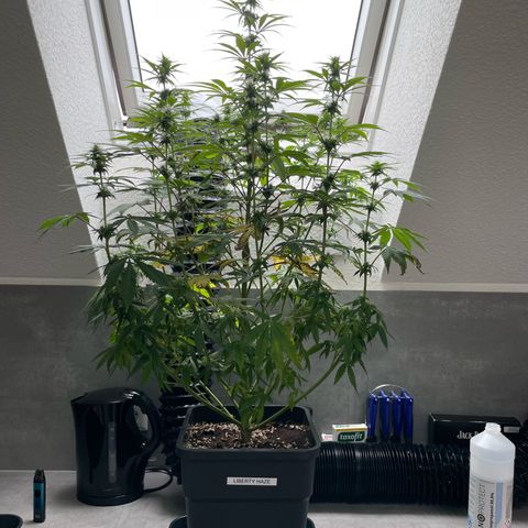 Liberty Haze growlog timeline photo