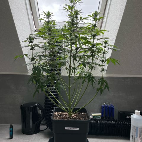 Liberty Haze growlog timeline photo