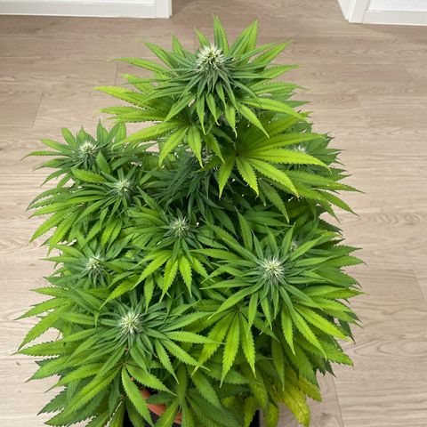 Green Gelato growlog timeline photo