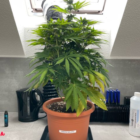 Green Gelato growlog timeline photo