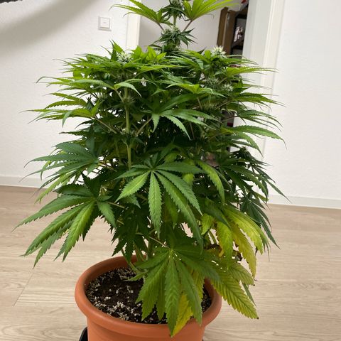 Green Gelato growlog timeline photo