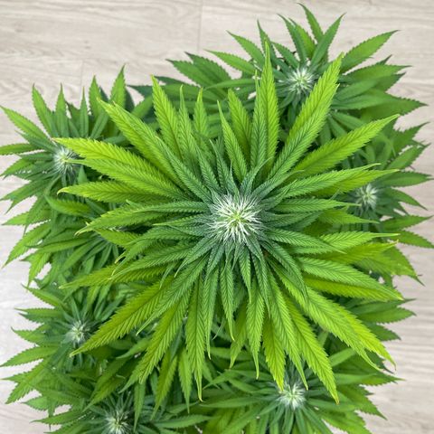 Green Gelato growlog timeline photo