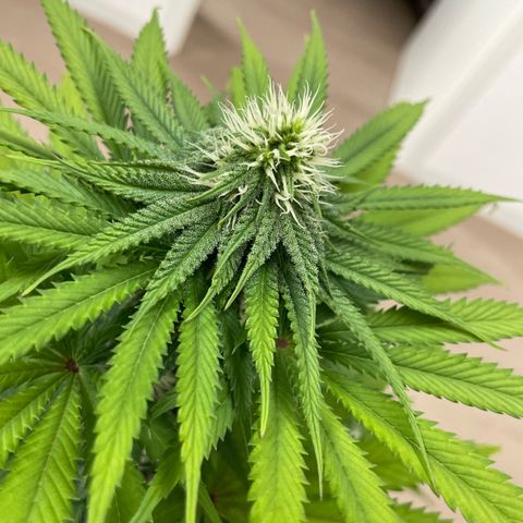 Green Gelato growlog timeline photo