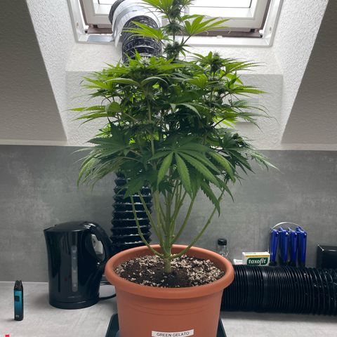 Green Gelato growlog timeline photo