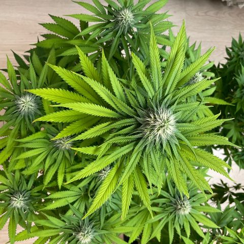 Green Gelato growlog timeline photo
