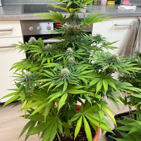 Green Gelato growlog timeline photo