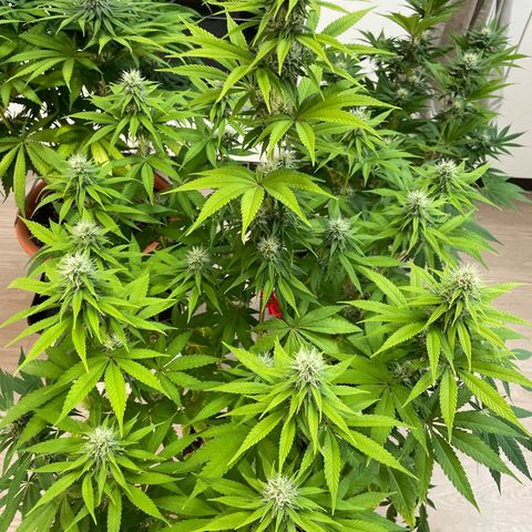 Liberty Haze growlog timeline photo