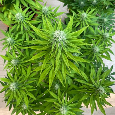Liberty Haze growlog timeline photo