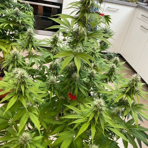Liberty Haze growlog timeline photo