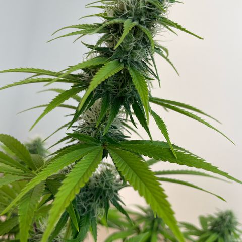 Liberty Haze growlog timeline photo
