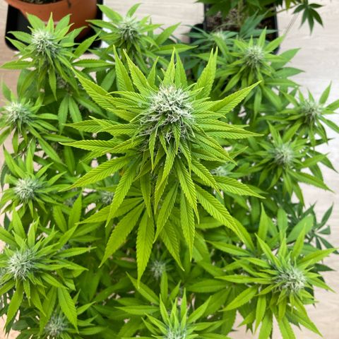 Liberty Haze growlog timeline photo