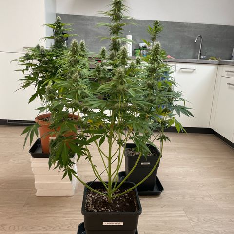 Liberty Haze growlog timeline photo