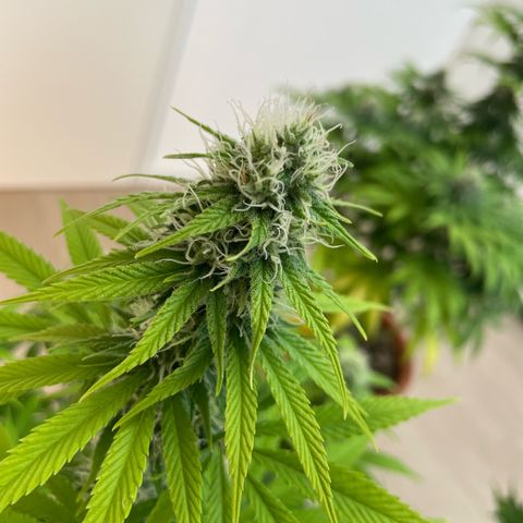 Liberty Haze growlog timeline photo