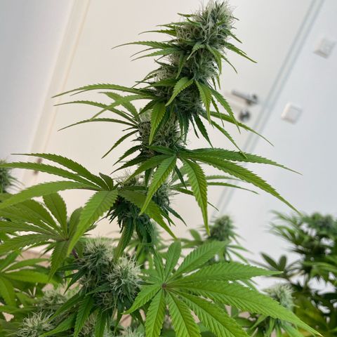 Liberty Haze growlog timeline photo