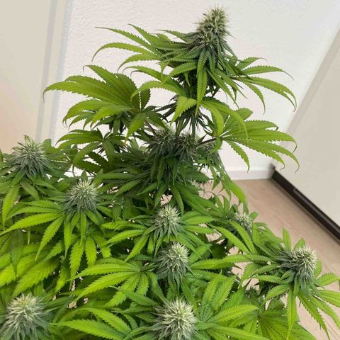 Green Gelato growlog timeline photo